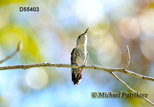 Vervain Hummingbird (Mellisuga minima)